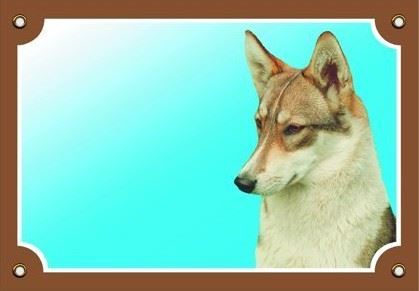 Barevná cedulka Pozor pes Západosibiřská lajka