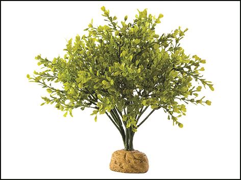 Rostlina EXO TERRA Boxwood Bush 1ks