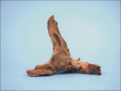 Kořen Mopani 12 - 25 cm 1ks