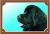 Barevná cedulka Pozor pes Novofundlanský pes černý