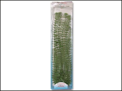 Rostlina Ambulia Plus 46 cm 1ks