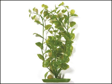 Rostlina Cardamine 30 cm 1ks