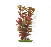 Rostlina Red Ludwigia 20 cm 1ks