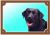 Barevná cedulka Pozor pes Labrador černý