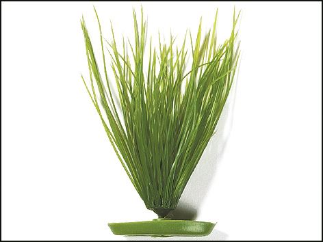 Rostlina Hairgrass 20 cm 1ks