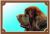 Barevná cedulka Pozor pes Novofundlanský pes hnědý