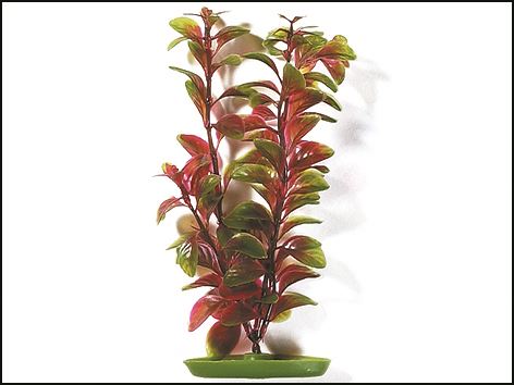 Rostlina Red Ludwigia 38 cm 1ks