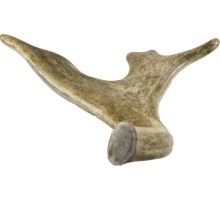 Dančí parohgigant 180-230g