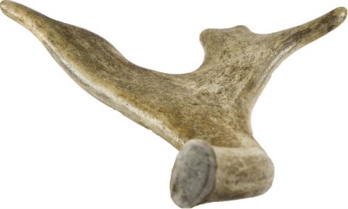 Dančí parohgigant 180-230g