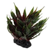 Rostlina REPTI PLANET sukulent Agave zelená 18 cm 1ks