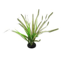 Rostlina REPTI PLANET travina Spartina 30 cm 1ks